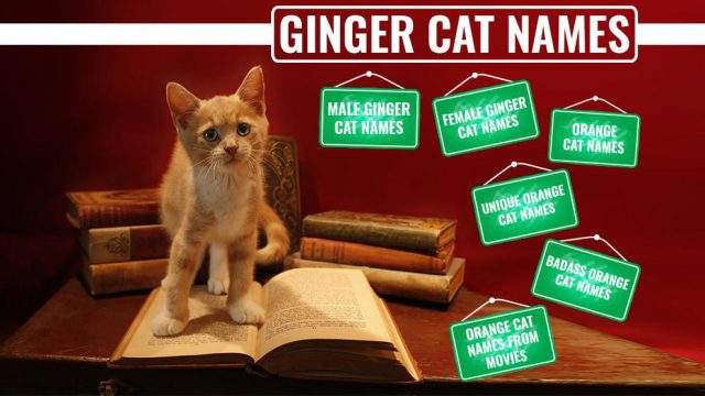 146-best-ginger-cat-names-petmoo