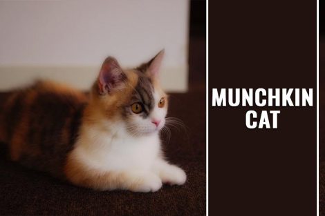 Munchkin Cat