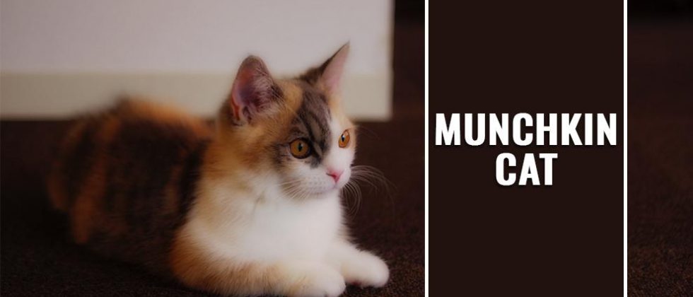 Munchkin Cat