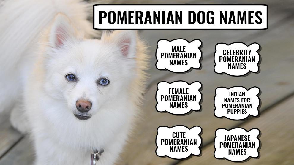 110+ Best Pomeranian Dog Names With Meanings - Petmoo