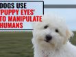 Puppy Eyes Are True And Your Dog Uses It To Manipulate You