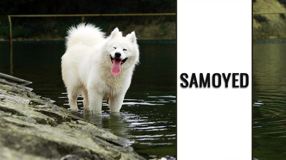 samoyed first time dog owner