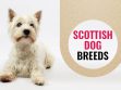 Scottish Dog Breeds