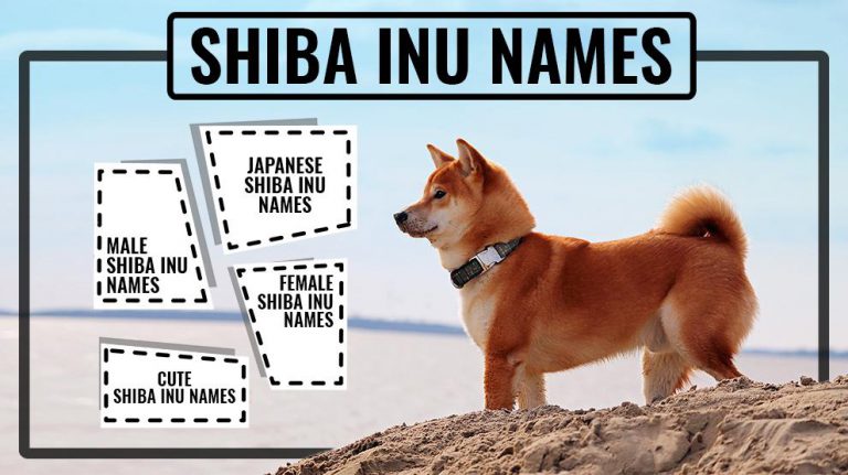 shiba inu squishmallow name