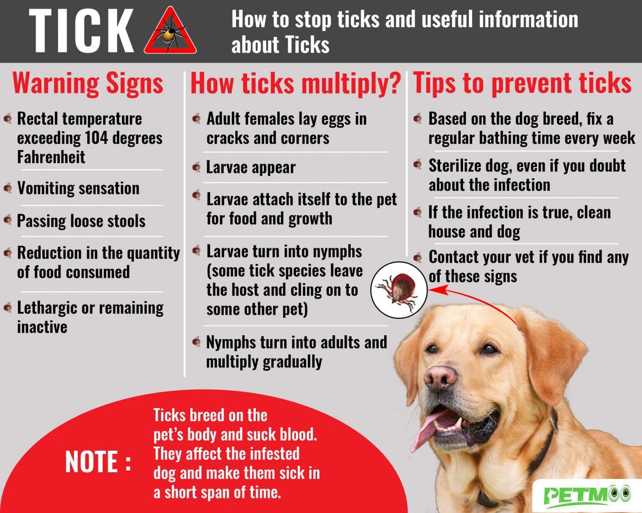 Tick Bite On Dogs Tick Fever Symptoms & Treatments Petmoo