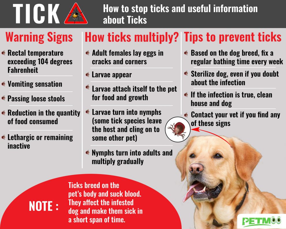 Tick Bite On Dogs - Tick Fever Symptoms & Treatments - Petmoo