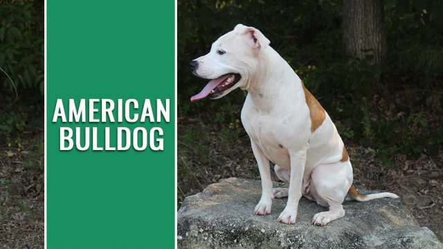 American Bulldog Breed Information And Temperament - Petmoo