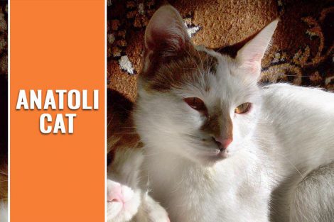 Anatoli Cat