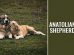 Anatolian Shepherd