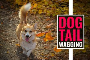 Dog Tail Wagging