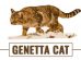 Genetta Cat