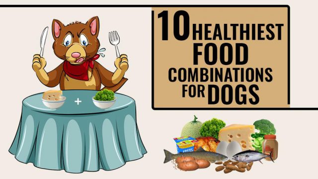 10 Healthiest Food Combinations For Dogs – The Latest Guide - Petmoo