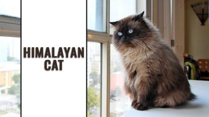 Himalayan Cat - Breed Information And Personality - Petmoo