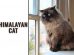 Himalayan Cat