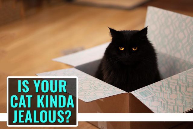 Is Your Cat Kinda Jealous?