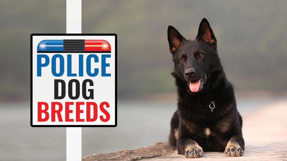 american police dog breeds