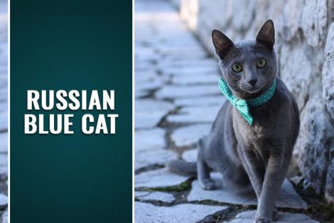 Russian Blue Cat