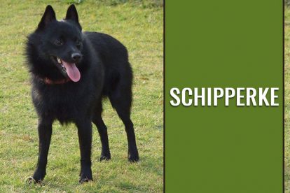 Schipperke