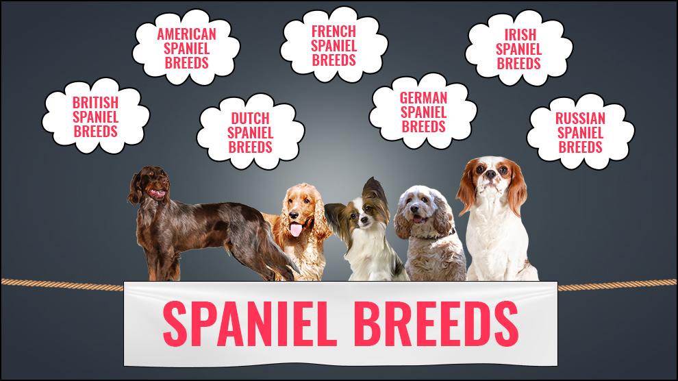 are german spaniels pets