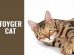 Toyger Cat