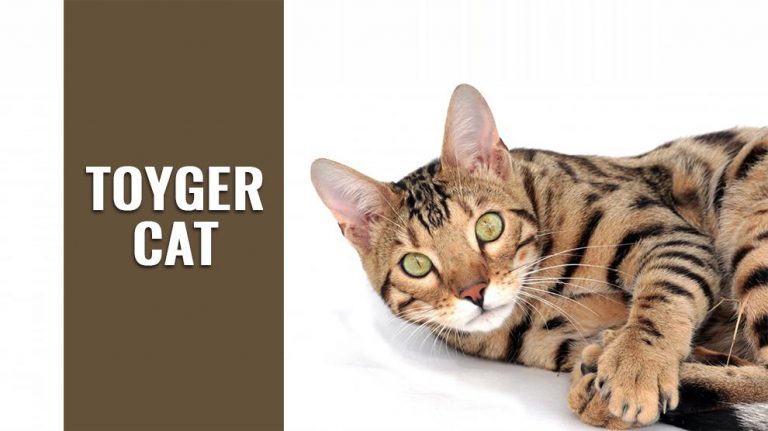 Toyger Cat Breed Information And Personality Petmoo