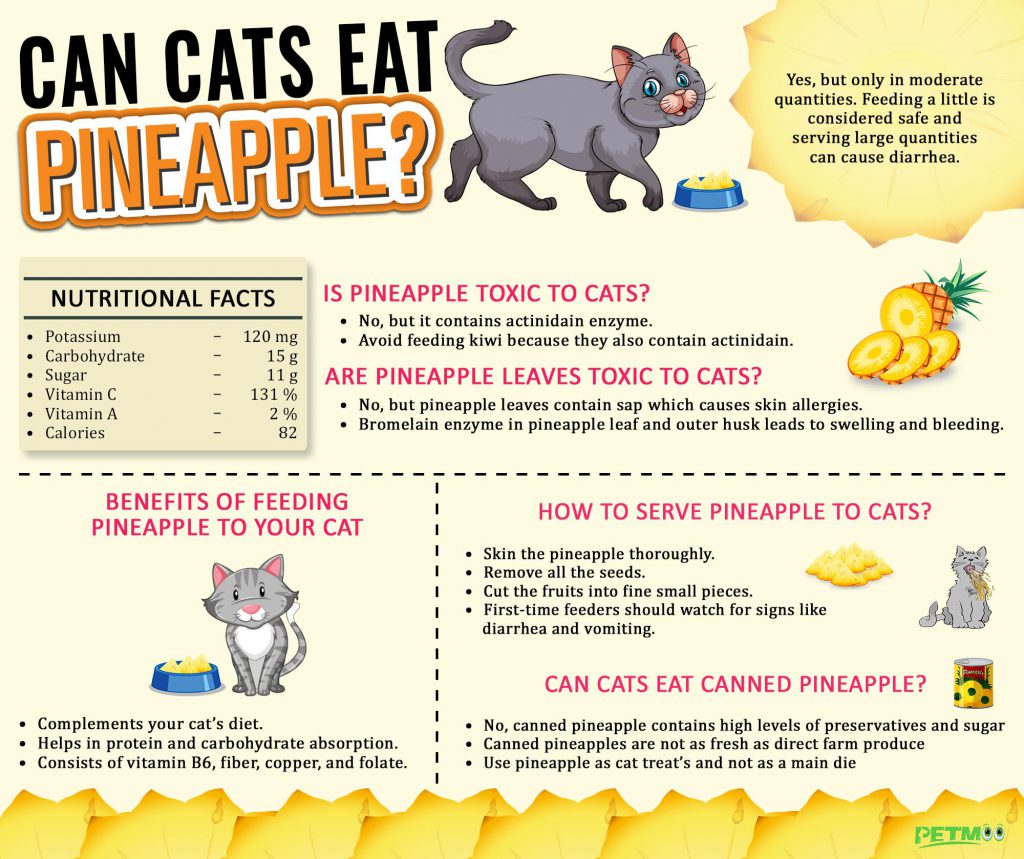 Can Cats Eat Pineapple? How To Serve Pineapple To Cats? Petmoo