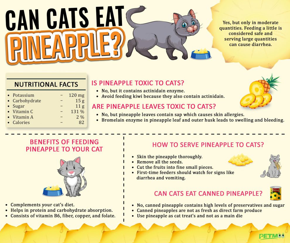 Can Cats Eat Pineapple? How To Serve Pineapple To Cats? - Petmoo