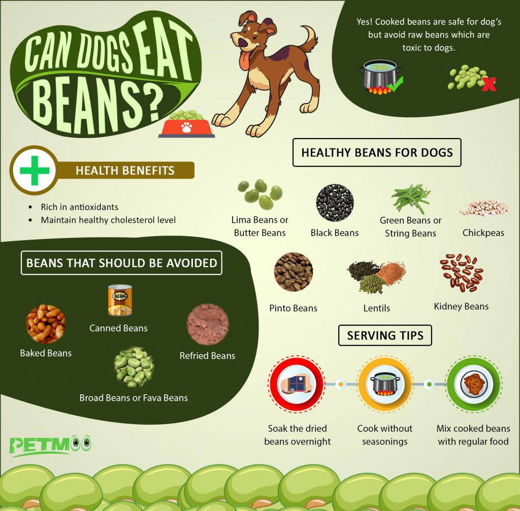 Can Dogs Eat Beans? Healthy Beans For Dogs Petmoo