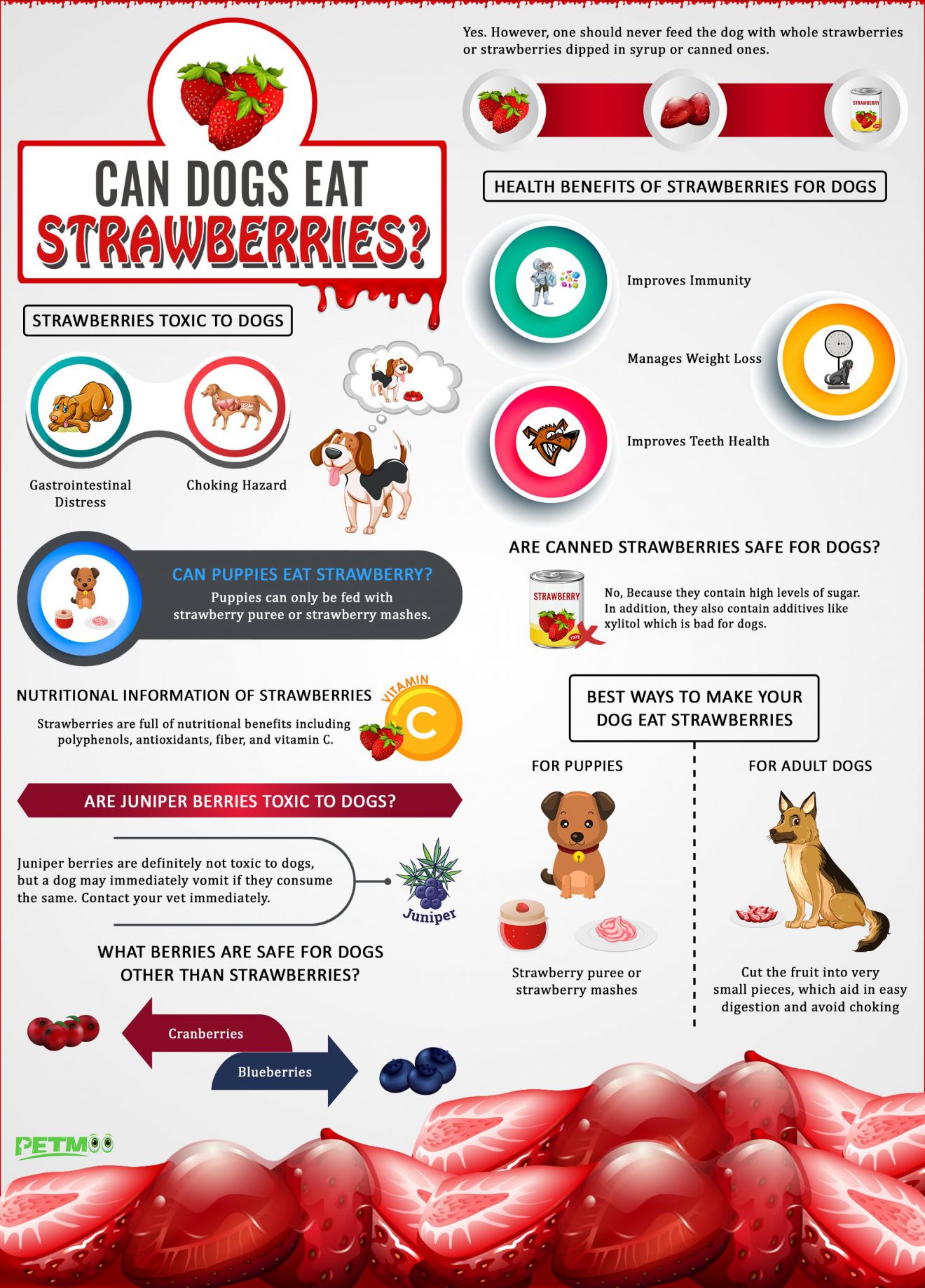 Can Dogs Eat Strawberries? Can Puppies Eat Strawberry? Petmoo