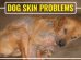 Dog Skin Problems