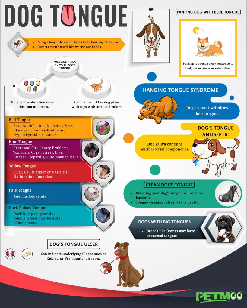 Dog Tongue 10 Must Know Facts About The Dog's Health Checker Petmoo