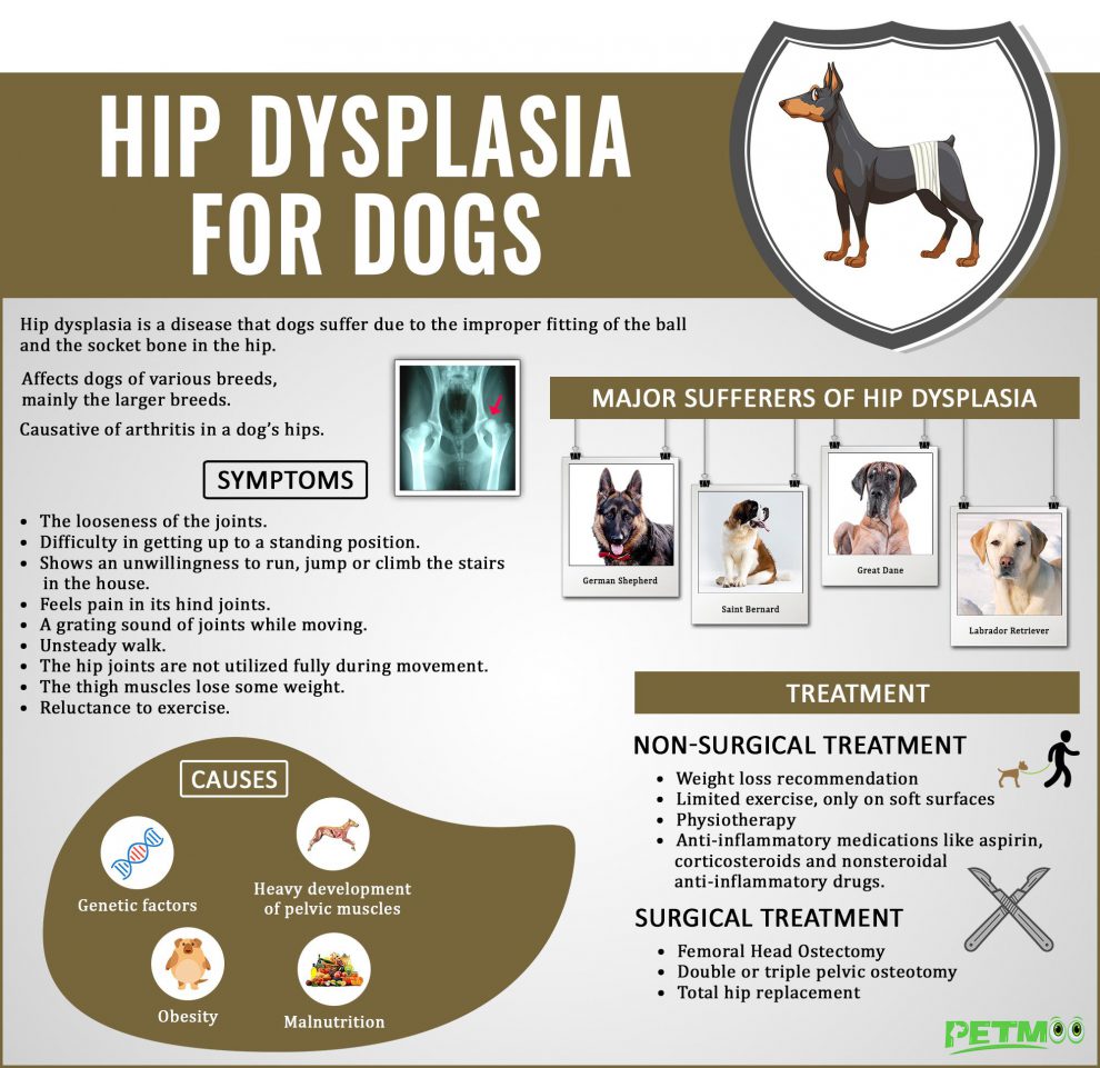 Hip Dysplasia In Dogs A Fearful Skeletal Disease Petmoo