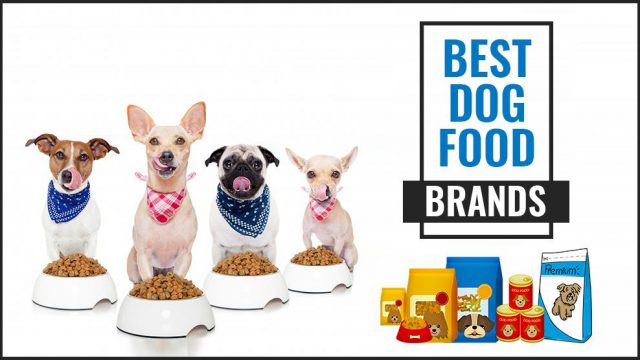 Best Dog Food Brands For Your Pet's Needs - Petmoo