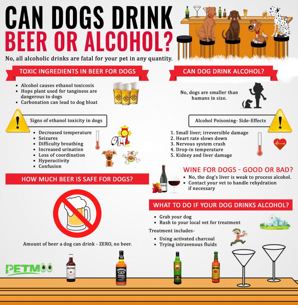 Can Dogs Drink Beer Or Alcohol? - Can dogs Drink Wine? - Petmoo