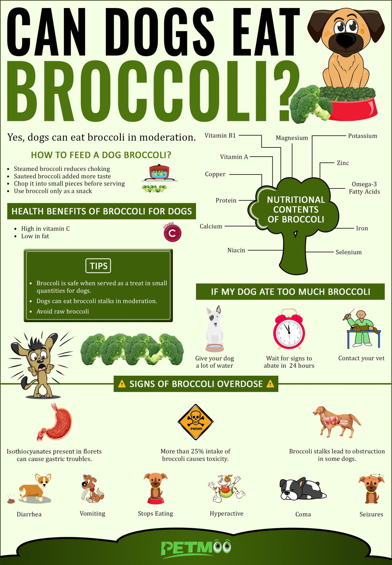 Can Dogs Eat Broccoli? How Safe Is It For Them? Petmoo