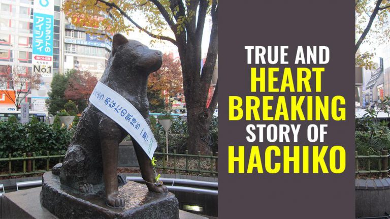 Hachiko Story – The True Story Of A Faithful Dog - Petmoo