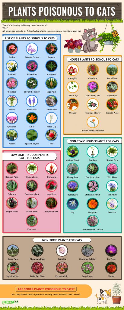 plants-poisonous-to-cats-keep-an-eye-on-the-explorer-petmoo