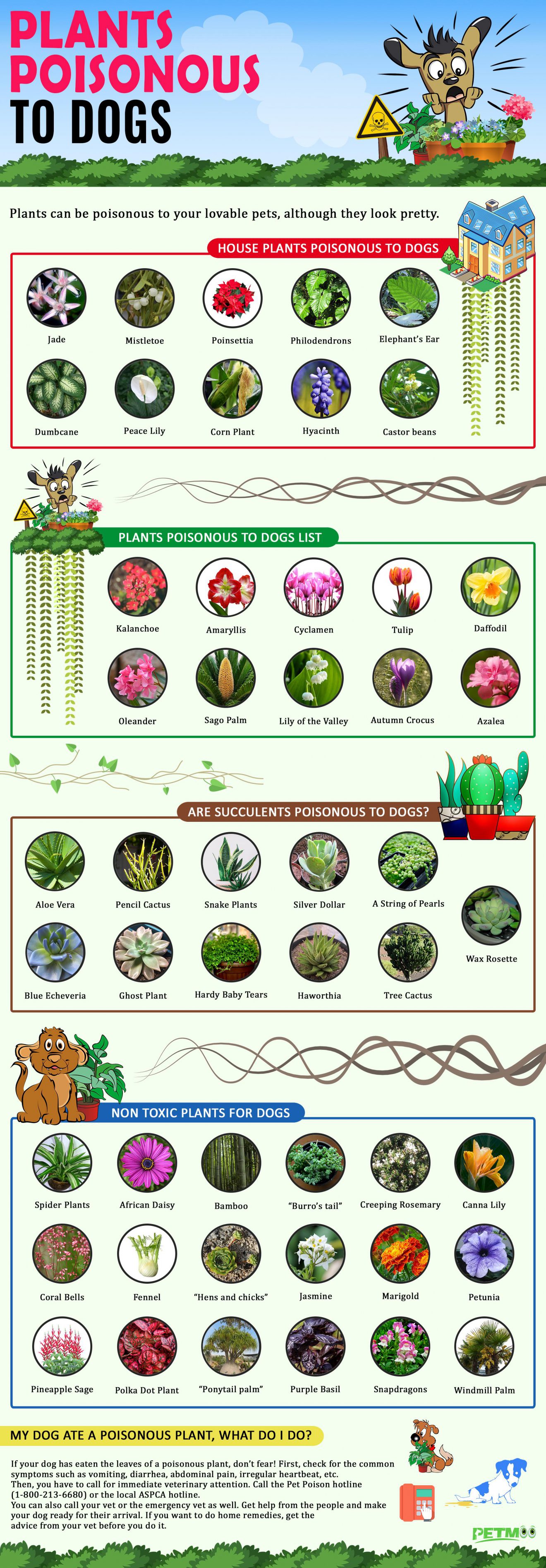 plants-poisonous-to-dogs-and-plants-non-toxic-to-dogs-petmoo