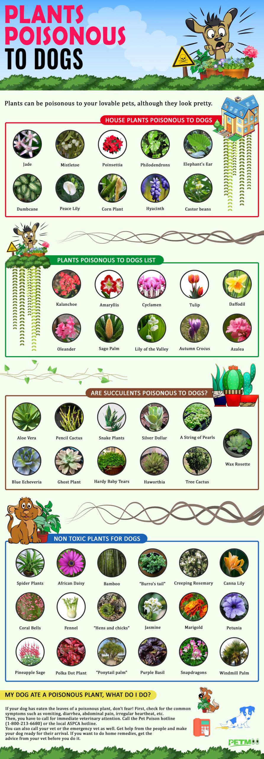 Plants Poisonous To Dogs And Plants Non Toxic To Dogs - Petmoo