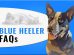 Blue Heeler FAQs