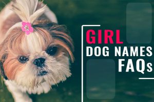 Girl Dog Names FAQs