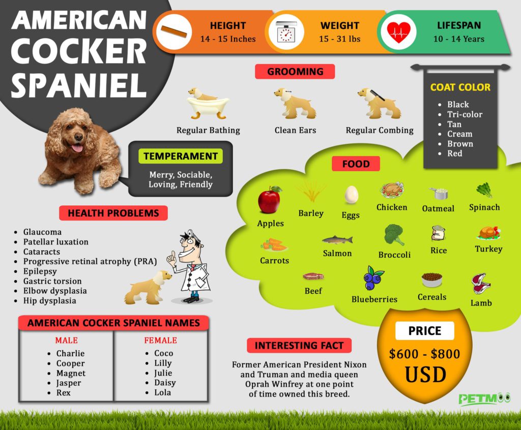 American Cocker Spaniel Infographic 1024x846 