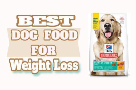 Best Dog Food For Weight Loss