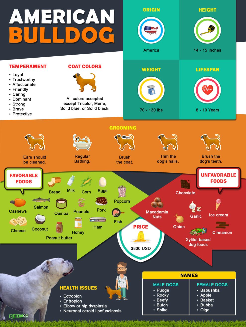 American Bulldog Breed Information And Temperament - Petmoo