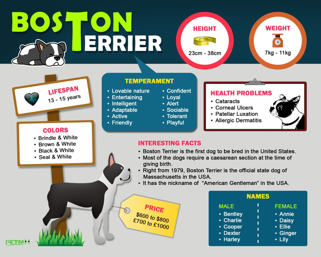 Boston Terrier Dog Breed Information Petmoo