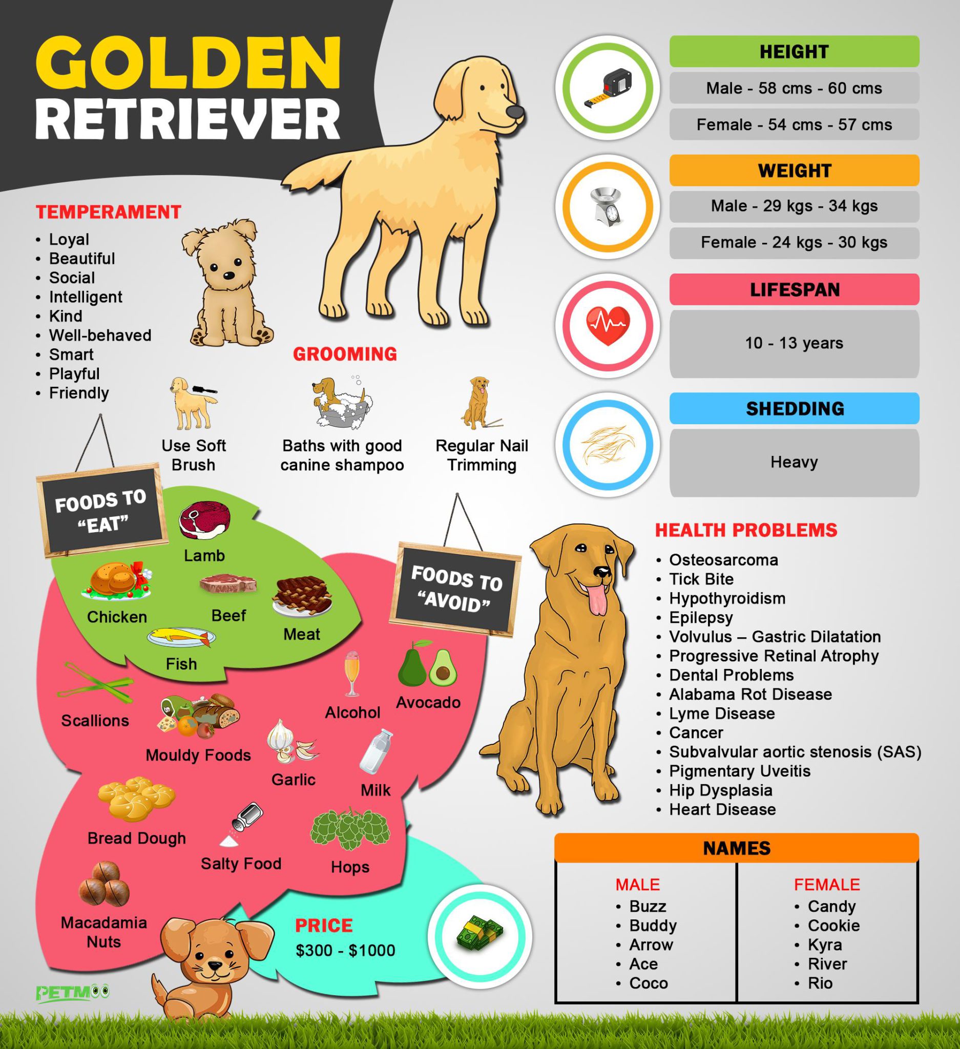 golden-retriever-puppies-must-know-facts-and-traits-petmoo