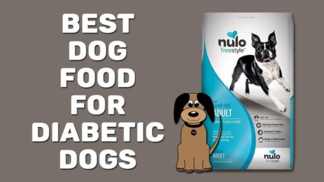 Best Dog Food For Diabetic Dogs