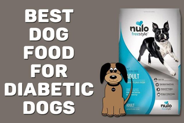 Best Dog Food For Diabetic Dogs