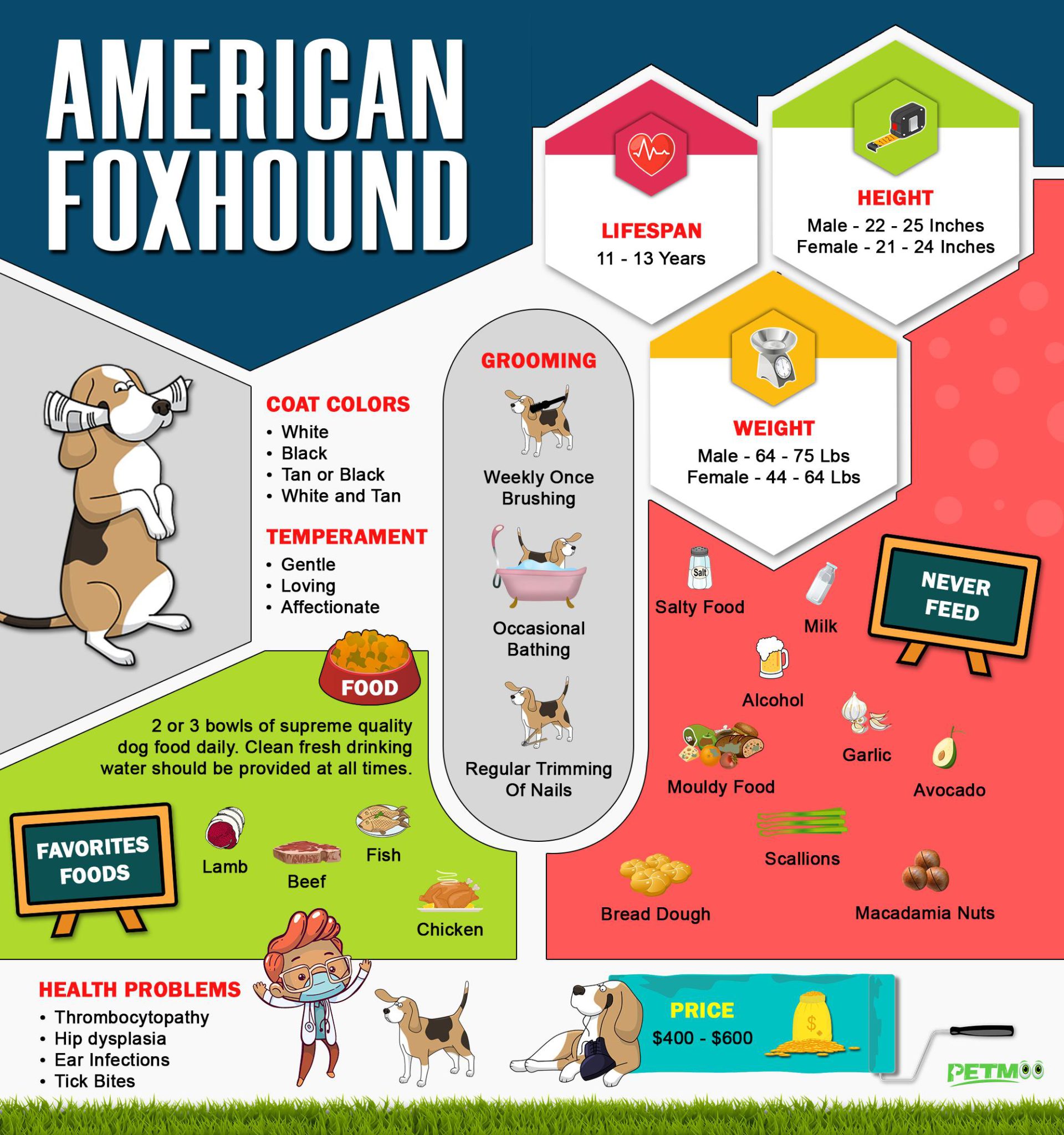 American Foxhound Info