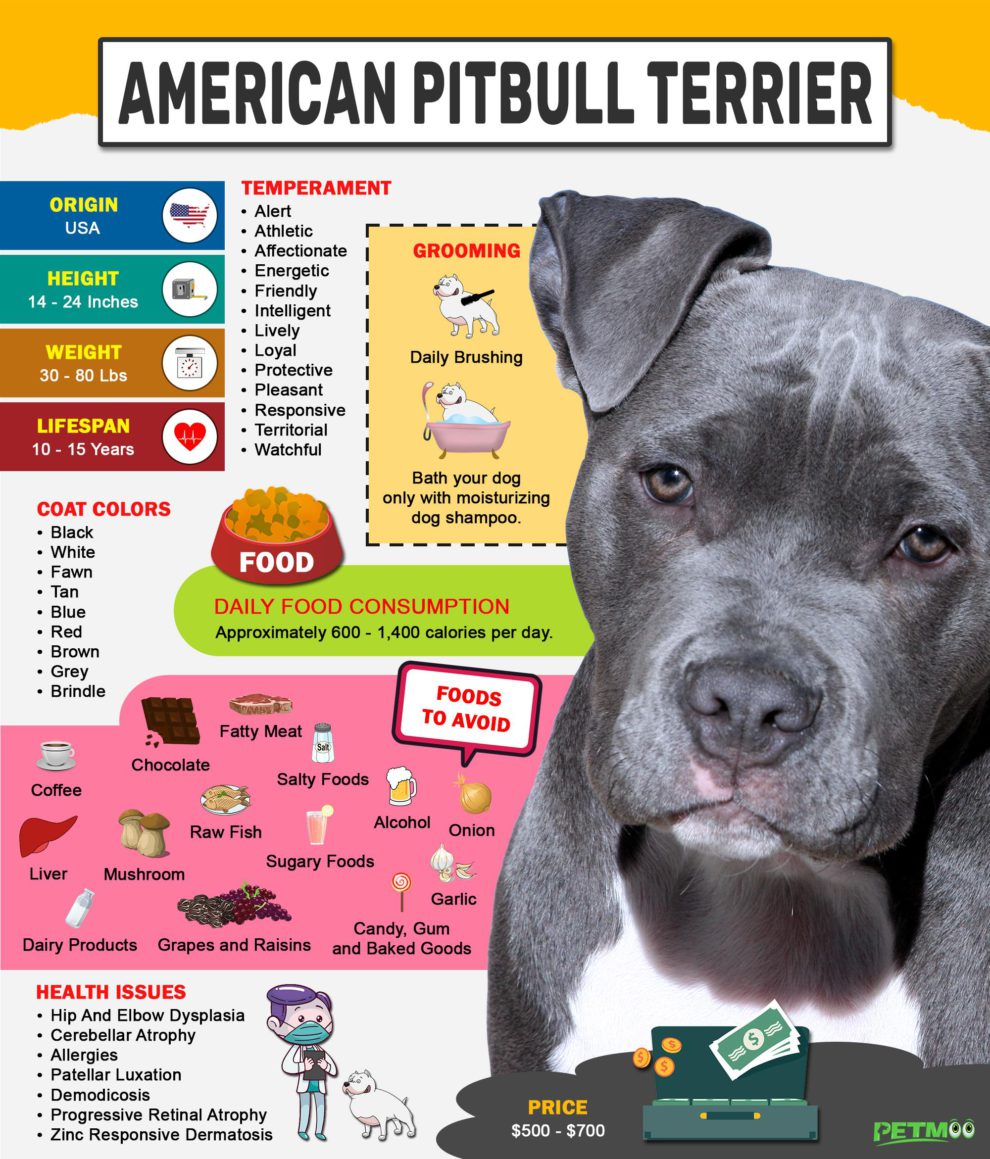 American Pitbull Terrier - Breed Information And Temperament - Petmoo